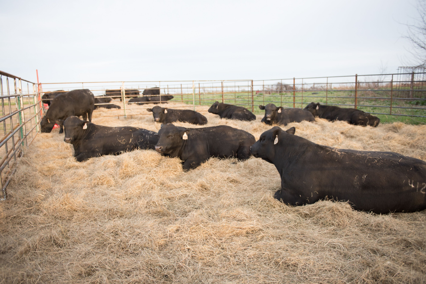 Worthington Angus
